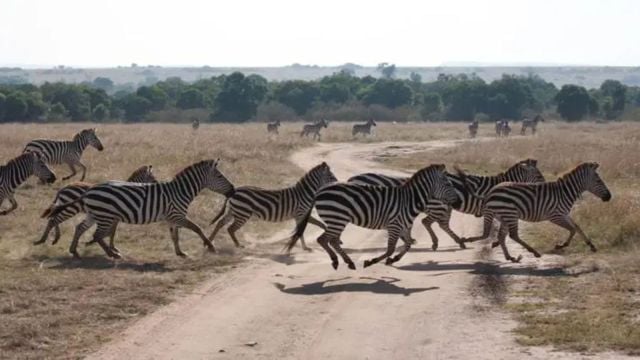 Fauna