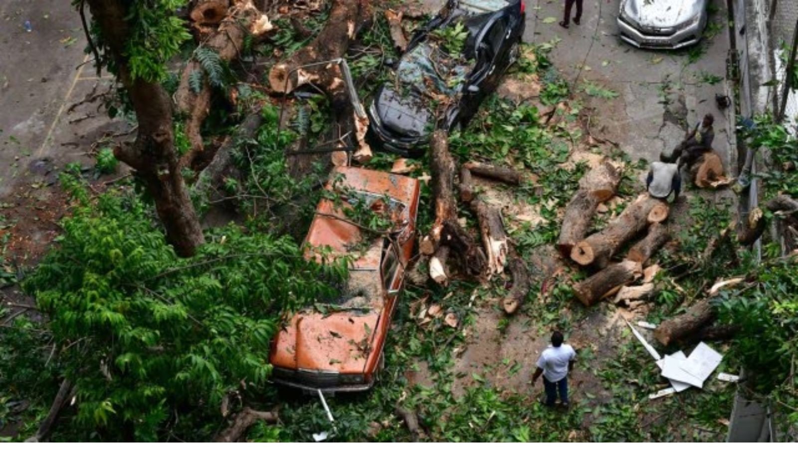 Trees Uprooted, Branches Falling: Over 100 Incidents Since Monsoon Hit 