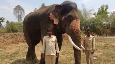 Mysuru elephant