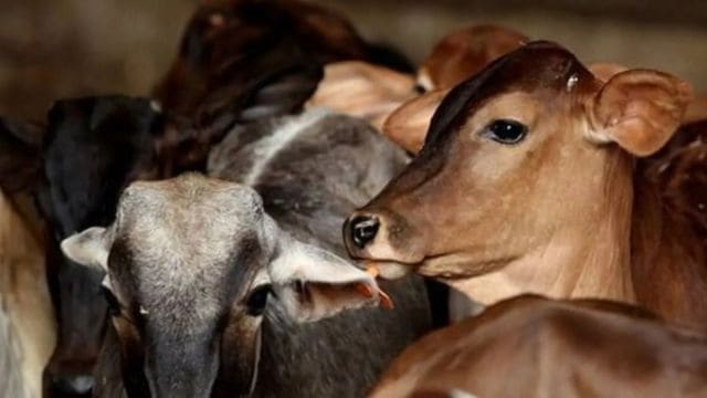 cattle transporters who were killed after allegedly being chased by a mob
