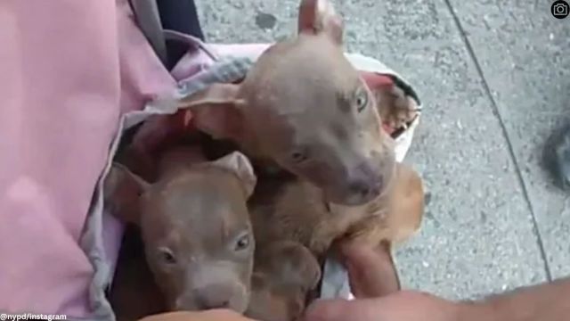 puppies