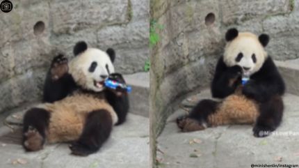 Tourist drops bottle of soft drink in panda enclosure, watch what happens next