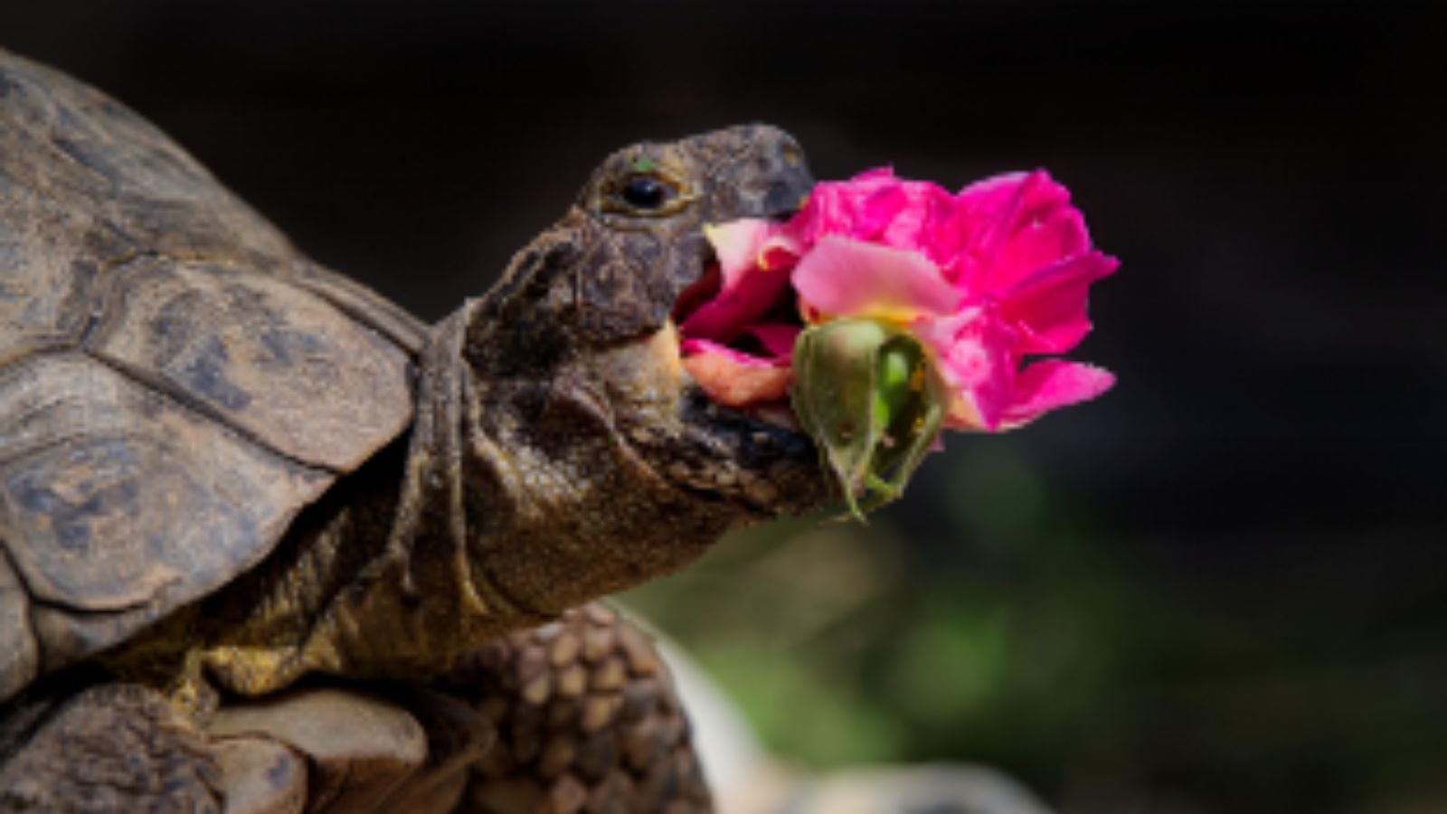 Comedy Pet Photo Awards