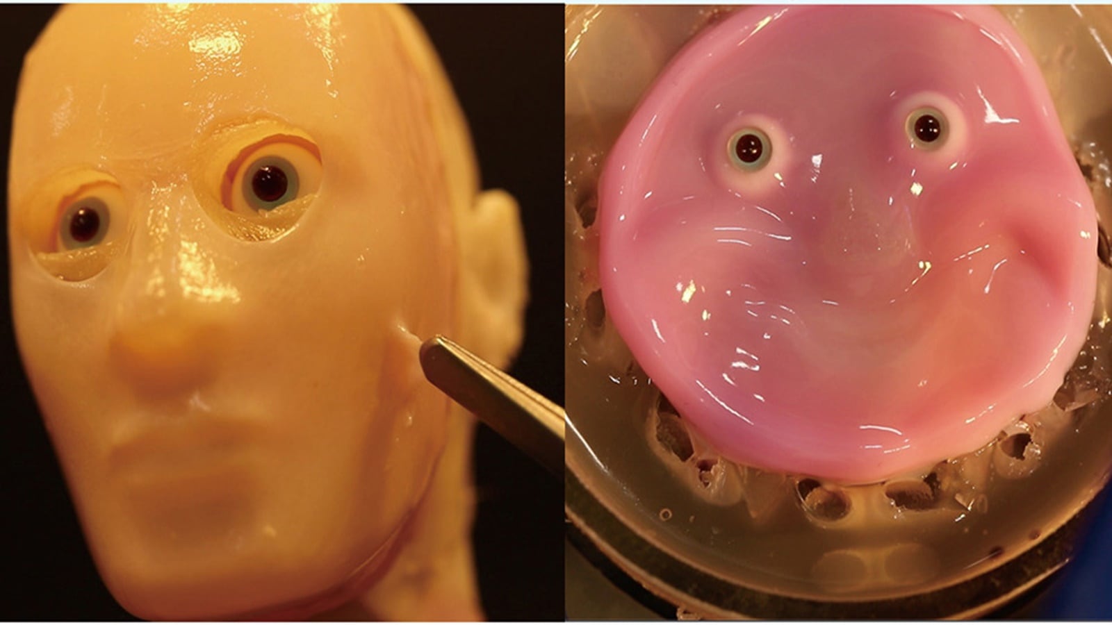 Scientists find a way to attach living skin to robot faces, making them ...