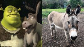 donkey