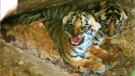 ‘Graduation’ after 60 kills: Rewilding rescued tigers at MP ‘school’