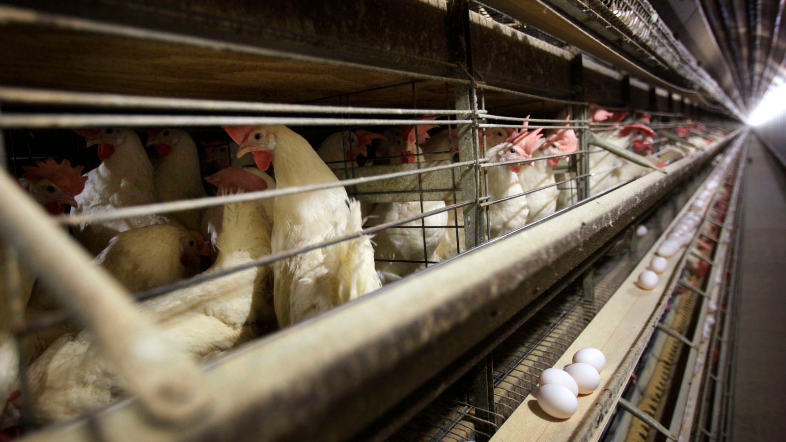 Bird flu outbreak reported in Minnesota dairy herd, the state’s first ...