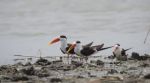 Bihar bird sanctuary- Ramsar list