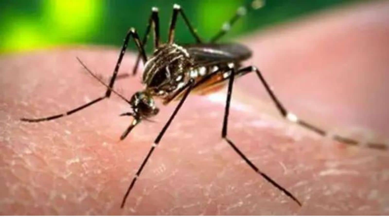 Zika virus has once again surfaced in the western part of India with a Pune-Here's all you need to know (File Image)