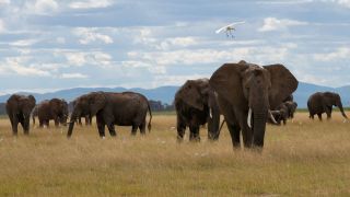 Elephants call each other by name
