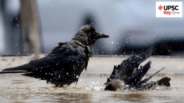 UPSC Key | 23rd June, 2024 — Crows, India-Bangladesh Relations, Nalanda University and more