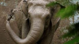 Tripura elephant death