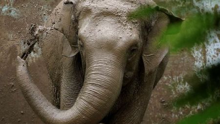 Tripura elephant death