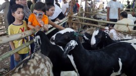 deonar abbatoir, mumbai