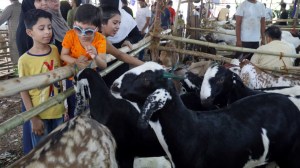 deonar abbatoir, mumbai