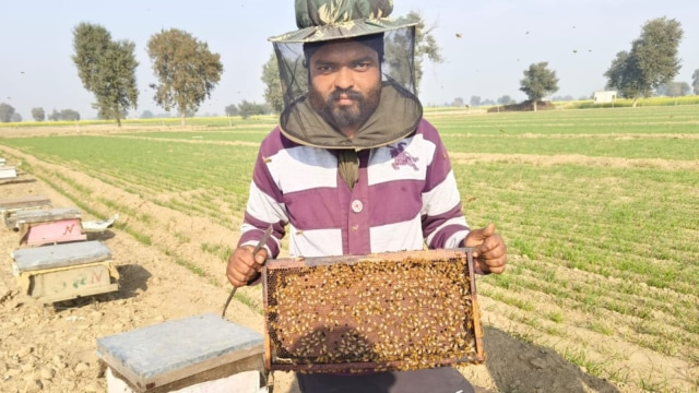 Beekeeper Angrej Singh shows a beehive. (Express photo)