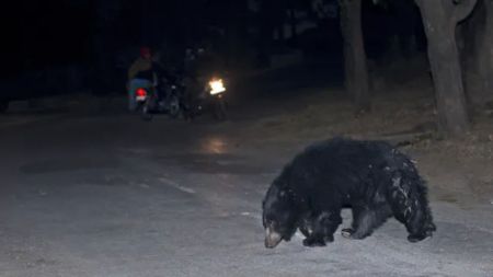Gujarat Sloth Bears