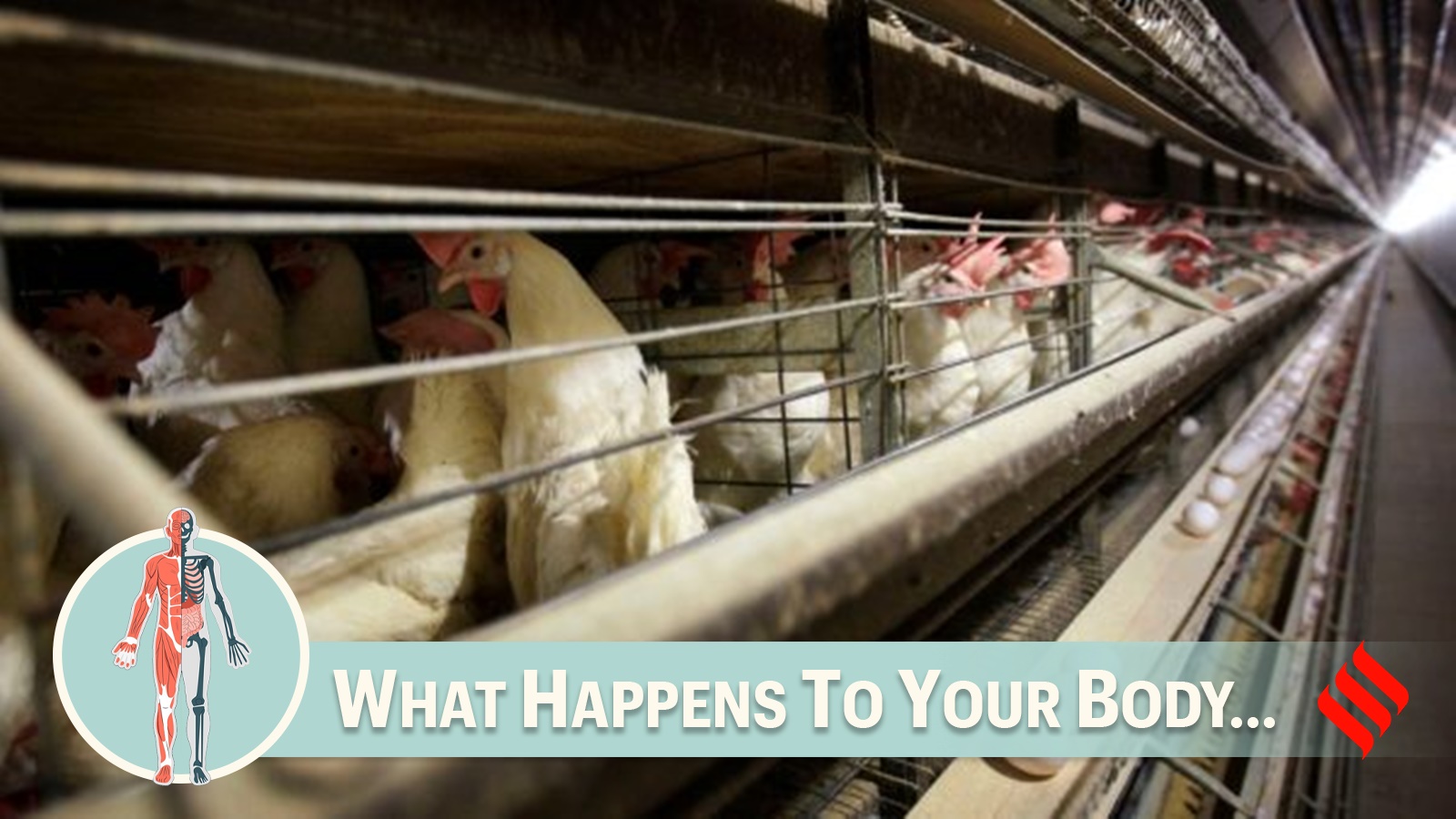 What happens to the body when you are affected by bird flu?