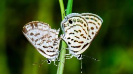 peacock royal butterfly was spotted in nagpur tiger reserve.