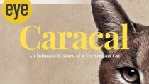 The Caracal by Dharmendra Kandal and Ishan Dhar is a comprehensive overview of the mysterious feline
