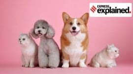 house pets, two dogs and two cats