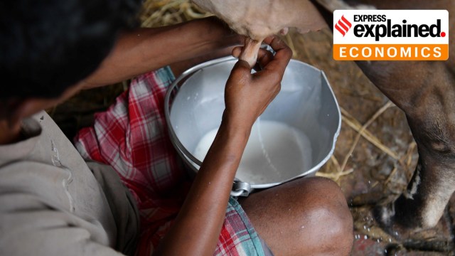 A milkman collecting milk from a cow,s udders at a dairy farm on World Milk Day, on the outskirts of Agartala. World Milk Day is an international day established by the Food and Agriculture Organization of the United Nations to recognize the importance of milk as a global food. It has been observed on June 1 each year since 2001. Express photo by Abhisek Saha 01.06.2022 *** Local Caption *** A milkman collecting milk from a cow,s udders at a dairy farm on World Milk Day, on the outskirts of Agartala. World Milk Day is an international day established by the Food and Agriculture Organization of the United Nations to recognize the importance of milk as a global food. It has been observed on June 1 each year since 2001. Express photo by Abhisek Saha 01.06.2022