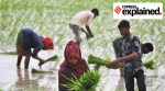 Workers transplanting paddy crop seedlings at a farm on the outskirts of Ahmedabad last year.