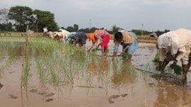 punjab paddy power