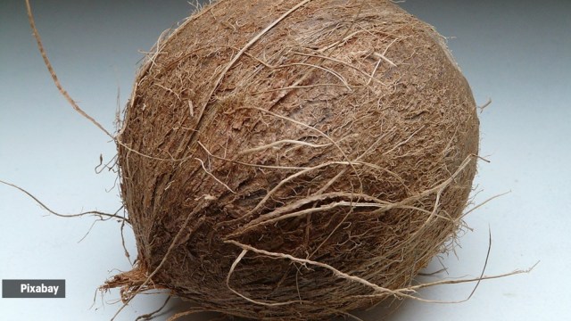 coconut