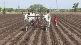 Farmers sow groundnut on their field in Kharachiya village of Rajkot on June 13, 2024. (Express Photo by Gopal Kateshiya)