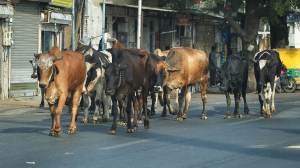 cow slaughter, mob lynching