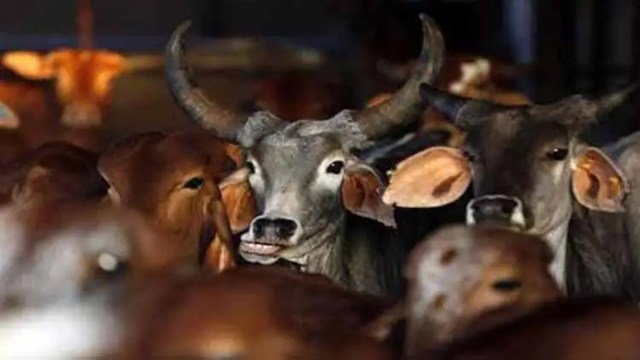 MP cows killing, cow vigilantism, MP communal tesnsion, mp police, Indian express news