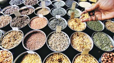 Punjab, crops, maize, paddy