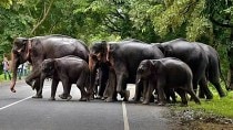 Amid rising human-animal conflicts, Tripura plans trenches and natural defence on elephant corridors