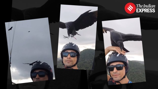 vulture