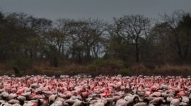 flamingoes, navi mumbai