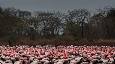 flamingoes, navi mumbai