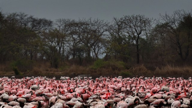 flamingoes, navi mumbai