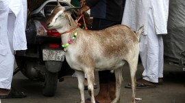 Eid al Adha Mumbai