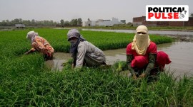 haryana, election results, lok sabha elections 2024, BJP, farmers, indian express