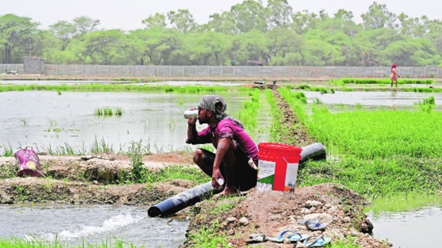 Paddy sowing has already begun in Haryana.