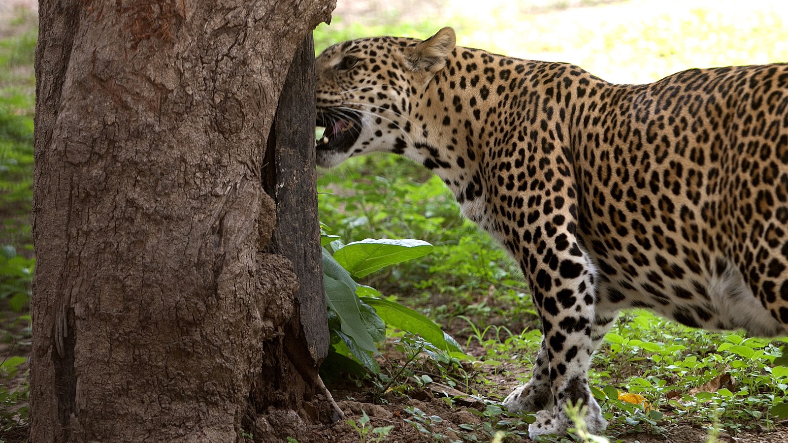 Leopard Maharashtra attack