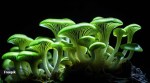 Filoboletus manipularis is a fascinating species of bioluminescent mushrooms.