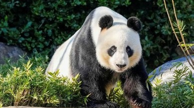 Chinese to give replacement Giant Pandas to Australia
