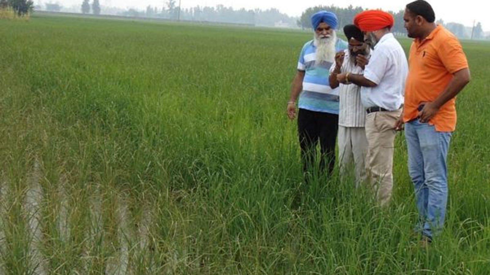 Punjab rice farmers