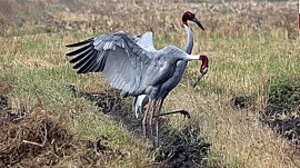 sarus crane