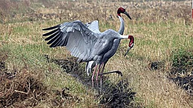 ‘Vulnerable’ Sarus Crane makes a comeback, annual population climbs by ...