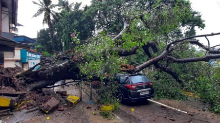 Brihanmumbai Municipal Corporation, BMC, Bombay HC, choking of trees, concretisation works, BMC Tree Authority, indian express news