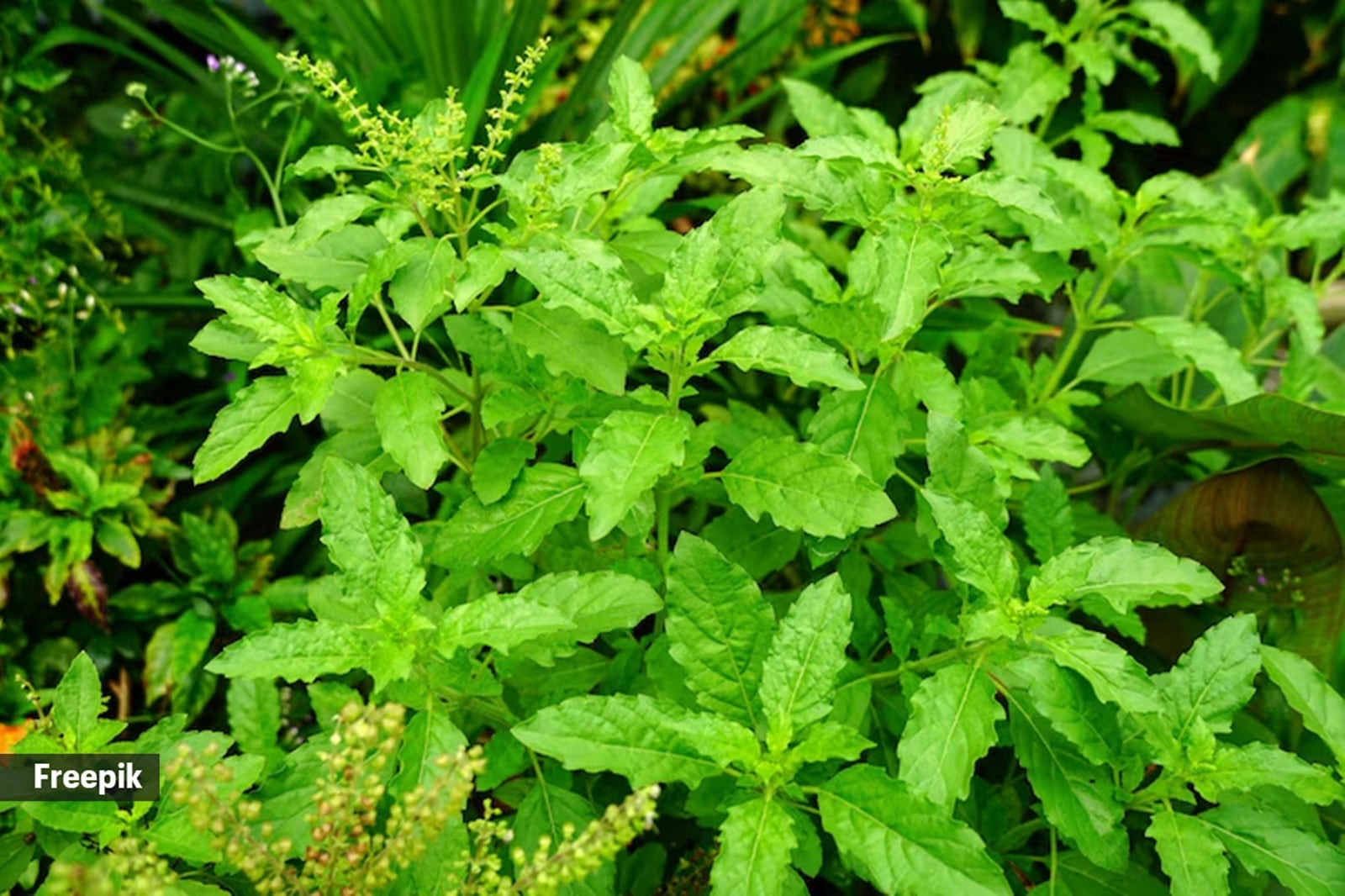 tulsi water