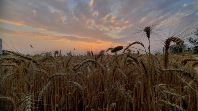 Norway grain